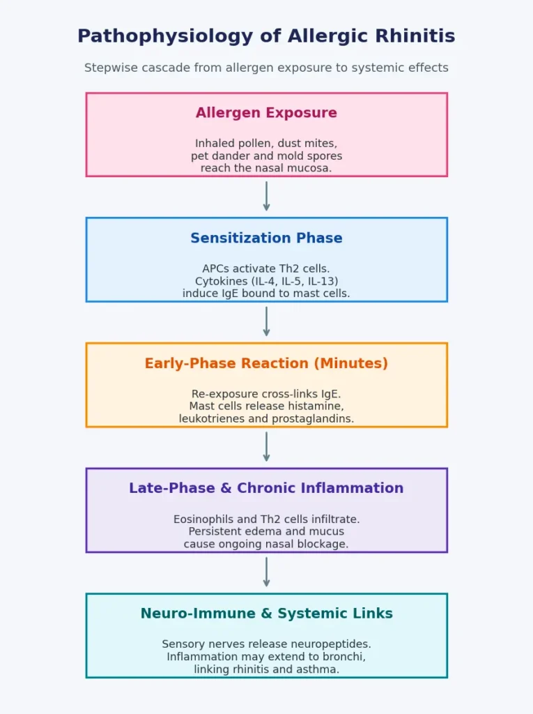 • Graphical abstract of the pathophysiology of allergic rhinitis showing stepwise cascade from allergen exposure and sensitization to IgE mediated early phase reaction, late phase chronic inflammation and neuro immune and systemic links with asthma.