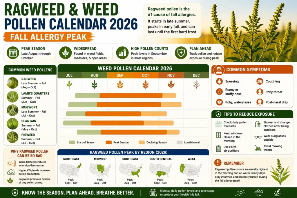 2026 monthly pollen allergy calendar infographic showing highest risk months for tree pollen, grass pollen, weed pollen, ragweed, and seasonal allergy peaks